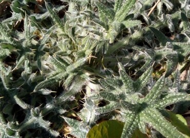 アメリカオニアザミ