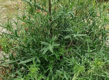 アメリカオニアザミ