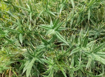 アメリカオニアザミ