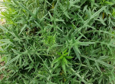 アメリカオニアザミ