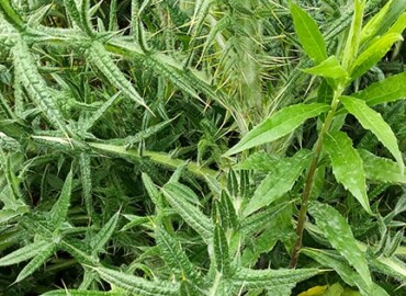 アメリカオニアザミ