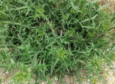 アメリカオニアザミ