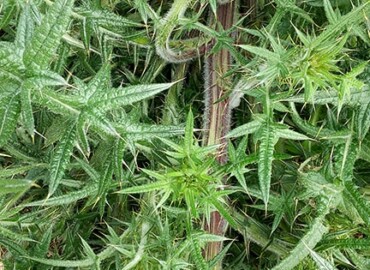 アメリカオニアザミ