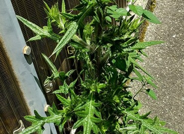 アメリカオニアザミ