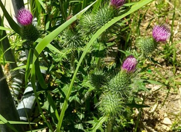 アメリカオニアザミ