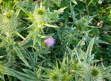 アメリカオニアザミ