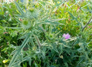 アメリカオニアザミ