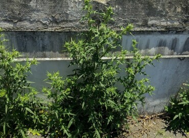 アメリカオニアザミ