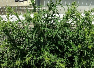 アメリカオニアザミ