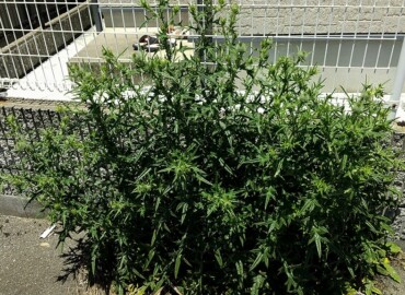 アメリカオニアザミ