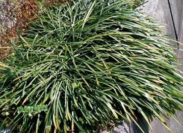 2020/03/19 ヒガンバナ