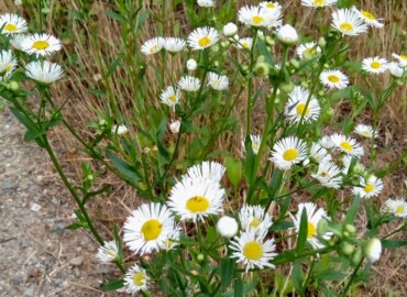 2019/06/14 ヒメジョオン