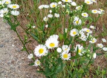 2019/06/14 ヒメジョオン