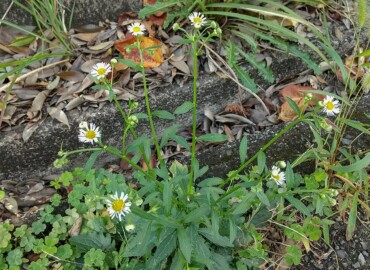 2020/09/15 ヒメジョオン