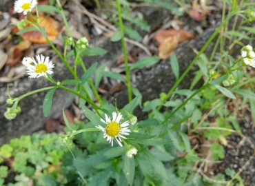 2020/09/15 ヒメジョオン