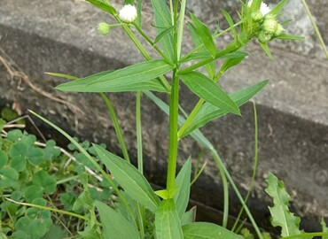 2020/10/06 ヒメジョオン