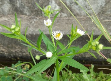 2020/10/06 ヒメジョオン