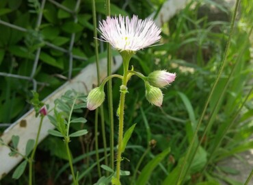 2021/04/23 ハルジオン?