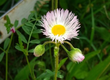 2021/04/23 ハルジオン?