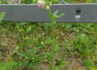 2021/04/23 ハルジオン?