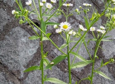 2019/06/14 ヒメジョオン