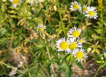 2019/10/31 ヒメジョオン