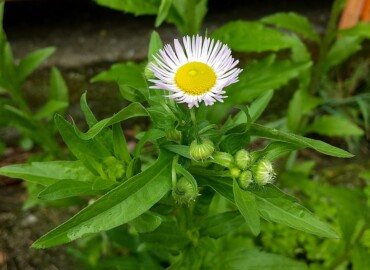 2022/05/13 ハルジオン?