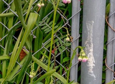 2020/04/19 ハルジオン?