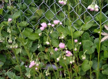 2020/04/19 ハルジオン?