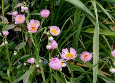 2020/04/19 ハルジオン?