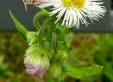 2021/04/23 ハルジオン?