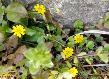 2020/03/20 コオニタビラコ