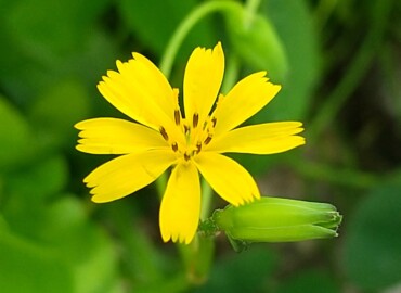 2022/04/14 コオニタビラコ