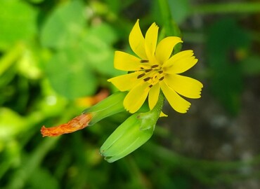 2022/04/14 コオニタビラコ