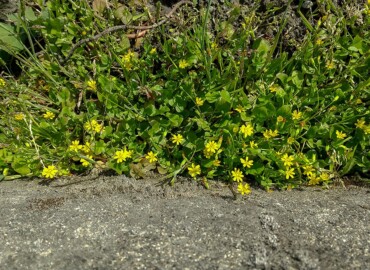 2022/04/01 コオニタビラコ