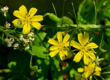 2022/04/04 コオニタビラコ