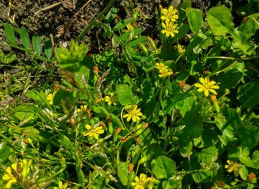 2022/04/04 コオニタビラコ