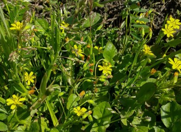 2022/04/04 コオニタビラコ