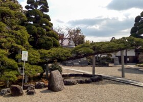 法泉寺/48クロマツ 保護樹/法泉寺クロマツ