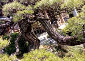 法泉寺/48クロマツ 保護樹/法泉寺クロマツ