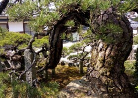 法泉寺/48クロマツ 保護樹/法泉寺クロマツ