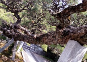法泉寺/48クロマツ 保護樹/法泉寺クロマツ