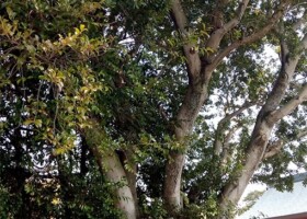 為那都比古神社/46ヤマモモ 保護樹/為那都比古神社