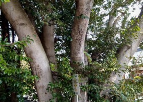 為那都比古神社/46ヤマモモ 保護樹/為那都比古神社