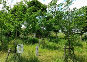 外院/7クロガネモチ・モミなど 保護樹林/外院