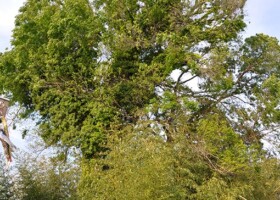 半町/76エノキ 保護樹木/半町