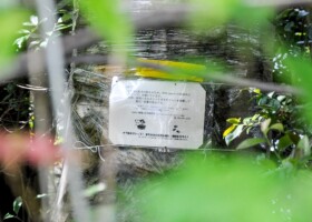 小野原春日神社/ナラ枯れ被害 小野原春日神社・ナラ枯れ被害