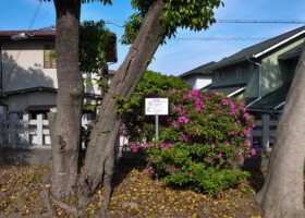 瀬川神社/15アラカシ・ヤマモモなど 保護樹林/瀬川神社