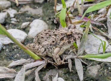 ヌマガエル ヌマガエル