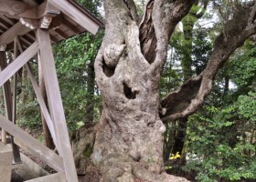 素戔嗚尊神社/2コジイ・ヤマモモなど 保護樹林/素戔嗚尊神社